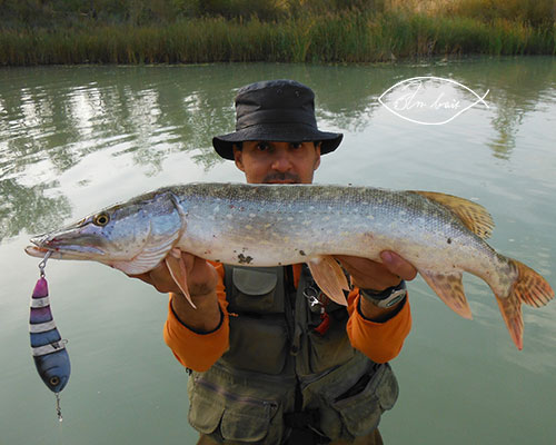 Schöner spanischer Hecht auf unseren art bait Jerkbait Rapid ResixX